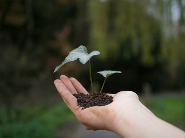Seeds Of Motivation Often Grow Through Small Consistent Actions