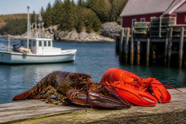Seasonal Ocean Adventures: Why Lobster Fishing Offers A Different Coastal Experience